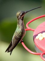 Long-billed Starthroat - Heliomaster longirostris