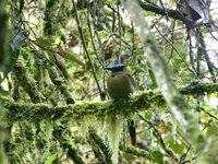 Highland Motmot - Momotus aequatorialis