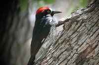 Acorn Woodpecker - Melanerpes formicivorus