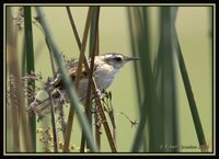 Wren-like Rushbird - Phleocryptes melanops