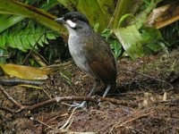 Jocotoco Antpitta - Grallaria ridgelyi