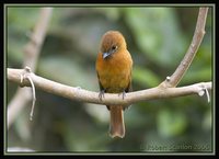 Cinnamon Flycatcher - Pyrrhomyias cinnamomea