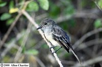 Galapagos Flycatcher - Myiarchus magnirostris