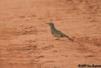 Dupont's Lark - Chersophilus duponti