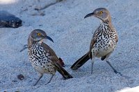 Gray Thrasher - Toxostoma cinereum