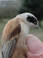 Eurasian Penduline-Tit - Remiz pendulinus