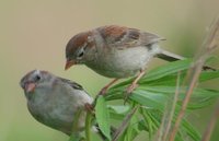 Field Sparrow - Spizella pusilla