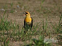 Yellow-headed Blackbird - Xanthocephalus xanthocephalus