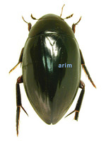 물땡땡이 - Hydrochara acuminatus