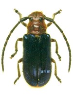 큰남색하늘소 - Astathes episcopalis