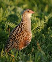 Corncrake