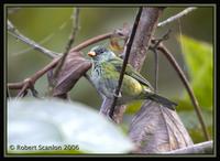 Black-capped-Tanager.jpg