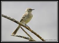 Long-tailed Mockingbird 1