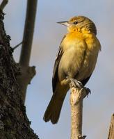 Baltimore Oriole