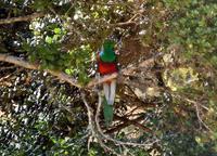 Resplendent Quetzal  