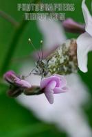 Orange Tip Butterfly ( Anthocharis cardamines ) hiding on wild sweet rocket flower ( 07 5129 ) s...
