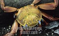 Sally Lightfoot Crab stock photo