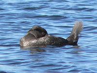 Musk Duck male