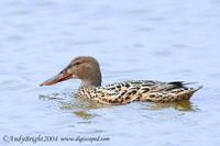 Shoveler