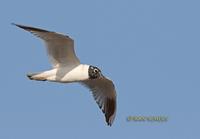 Saunder's gull C20D 02911.jpg