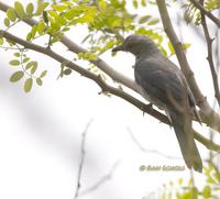 Black-winged cuckooshrike C20D 03792.jpg