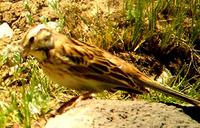 female Pine Bunting