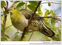 White-Bellied Green Pigeon 紅翅綠鳩 IMG 3113.jpg