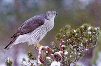 27. 참매 (蒼鷹) Accipiter gentilis