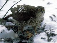 30. 새매 (작응, 雀鷹) Accipiter nisus