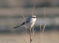 Chinese Great Grey Shrike Lanius sphenocercus 물때까치