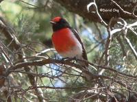 Red-capped Robin (male)