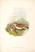 Richter after Gould Calandra Lark (Melanocorypha calandra)