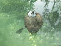 White-headed Duck