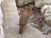 Mountain Bamboo Partridge