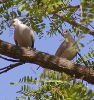 Eurasian Collared Dove Streptopelia decaocto