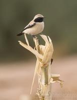 ørkensteinskvett / desert wheatear (Oenanthe deserti)