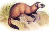 Steppeniltis oder weißer Iltis [Mustela eversmanii]