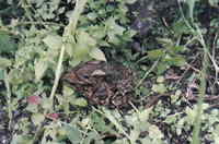 : Bufo himalayanus; Himalayan Toad