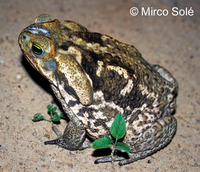 : Bufo schneideri; Cururu Toad