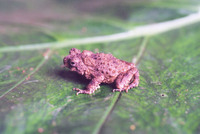 : Bufo tuberosus