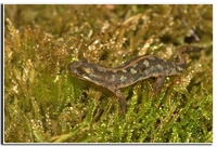: Euproctus platycephalus; Sardinian Brook Salamander