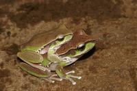 : Litoria citropa; Blue Mountains Tree Frog