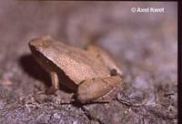 : Microhyla heymonsi