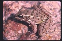 : Rana blairi; Plains Leopard Frog