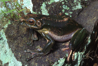 : Rhacophorus dennysi