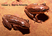 : Scinax trilineatus