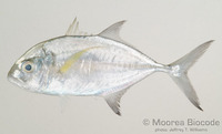: Caranx sp.