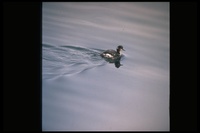 : Podiceps nigricollis; Eared Grebe