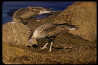 : Polyborus plancus; Crested Caracara