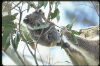: Phascolarctos cinereus; Koala & Baby